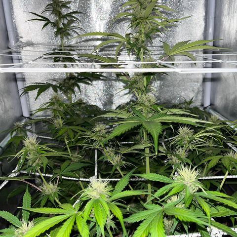 Cookies Gelato Auto [RQS] x1 growlog timeline photo
