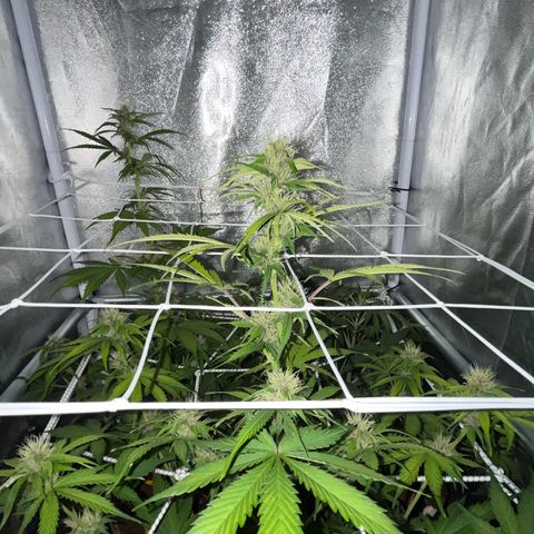Cookies Gelato Auto [RQS] x1 growlog timeline photo