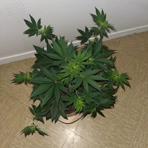 Blue Cheese growlog timeline photo