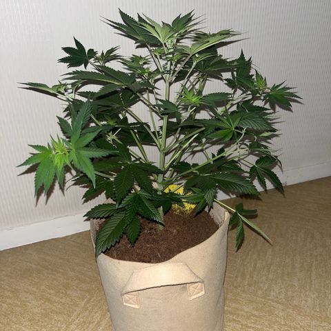Blue Cheese growlog timeline photo