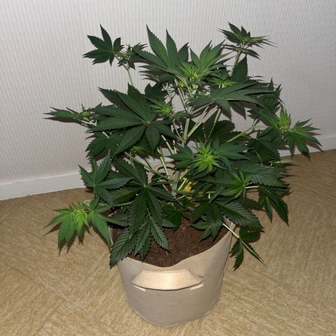 Blue Cheese growlog timeline photo