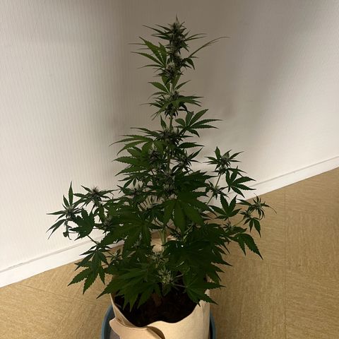 Cookies Gelato Auto [RQS] x2 growlog timeline photo