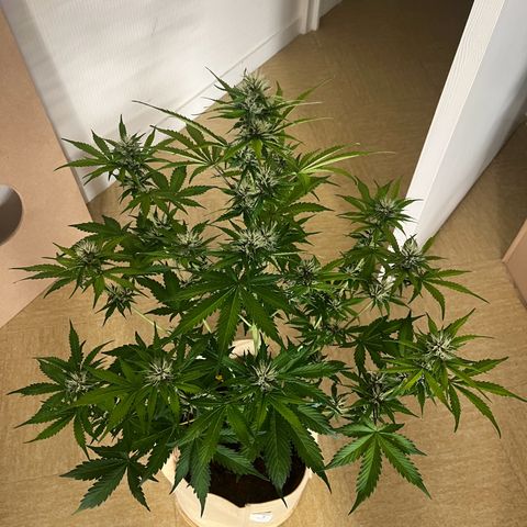 Cookies Gelato Auto [RQS] x1 growlog timeline photo