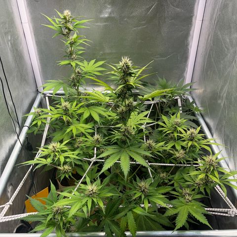 Cookies Gelato Auto [RQS] x1 growlog timeline photo