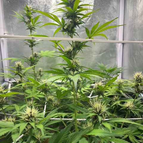 Cookies Gelato Auto [RQS] x1 growlog timeline photo