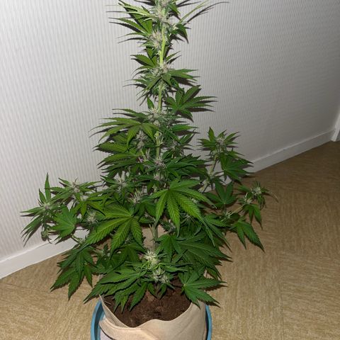 Cookies Gelato Auto [RQS] x2 growlog timeline photo
