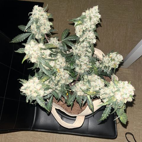 Royal AK Auto [RQS] x3 growlog timeline photo