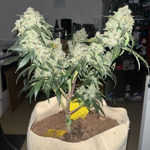 Royal AK Auto [RQS] x3 growlog timeline photo
