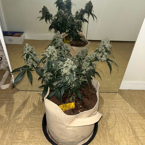 Royal AK Auto [RQS] x3 growlog timeline photo