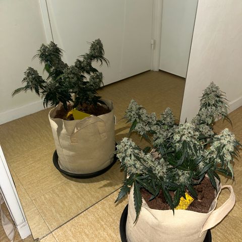 Royal AK Auto [RQS] x3 growlog timeline photo