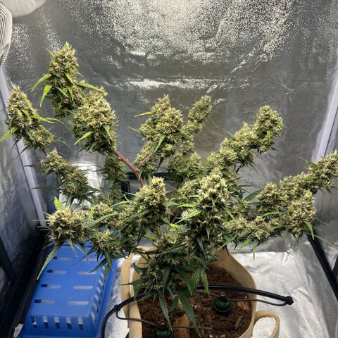 Royal AK auto [RQS] x1 growlog timeline photo