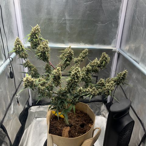 Royal AK auto [RQS] x1 growlog timeline photo