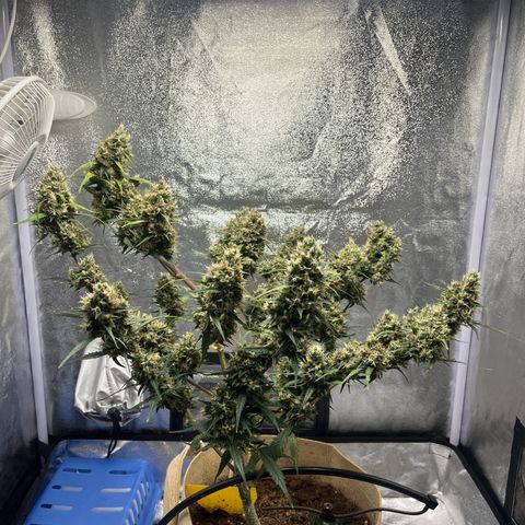 Royal AK auto [RQS] x1 growlog timeline photo