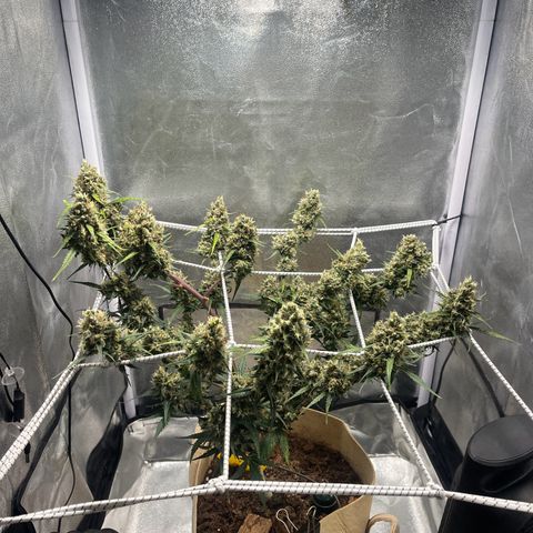 Royal AK auto [RQS] x1 growlog timeline photo