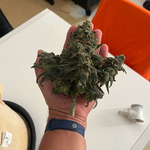Royal AK auto [RQS] x2 growlog timeline photo