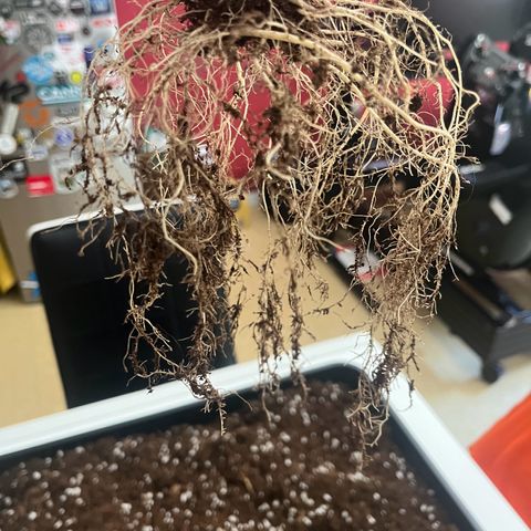 Royal AK auto [RQS] x2 growlog timeline photo