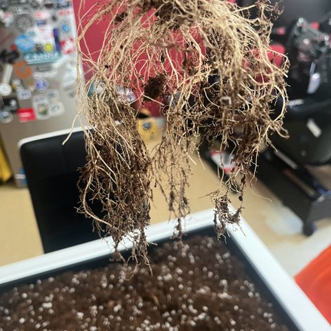 Royal AK auto [RQS] x2 growlog timeline photo