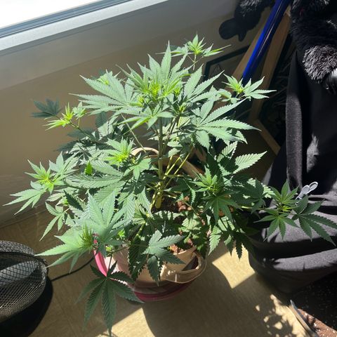 Blue Cheese growlog timeline photo