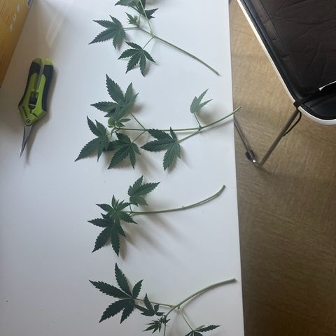 Blue Cheese growlog timeline photo