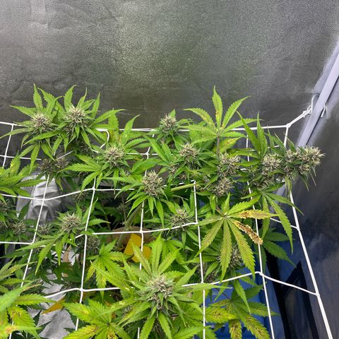 Cookies Gelato Auto [RQS] x1 growlog timeline photo
