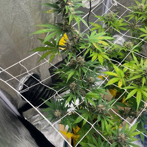 Cookies Gelato Auto [RQS] x2 growlog timeline photo