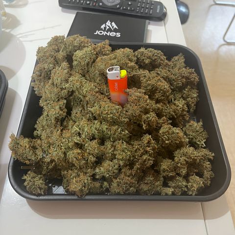 Royal AK auto [RQS] x1 growlog timeline photo