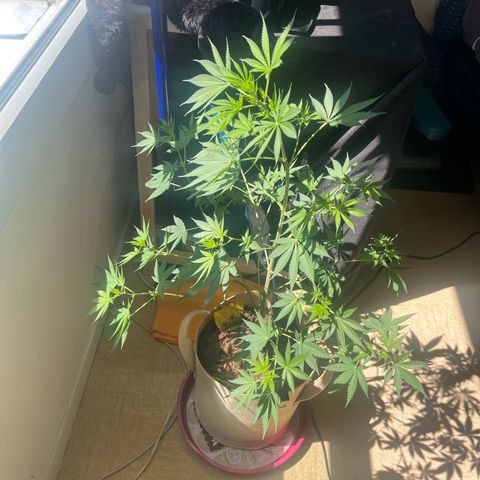 Blue Cheese growlog timeline photo