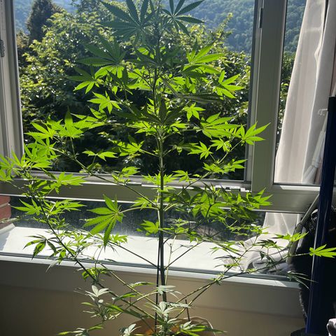 Blue Cheese growlog timeline photo