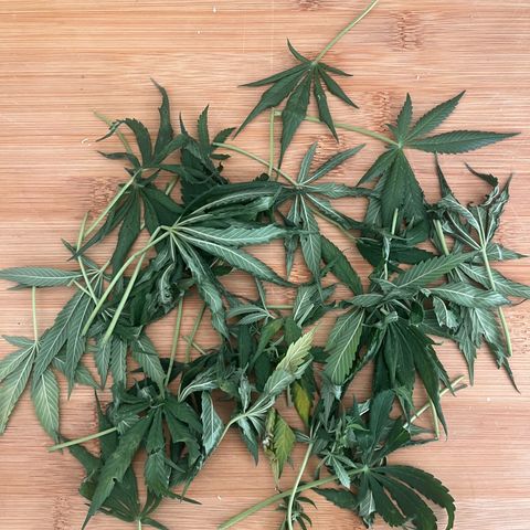 Blue Cheese growlog timeline photo