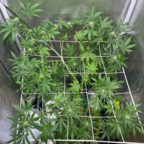 Blue Cheese growlog timeline photo