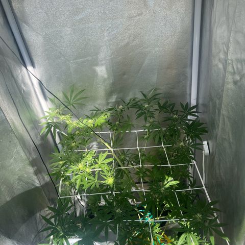 Blue Cheese growlog timeline photo