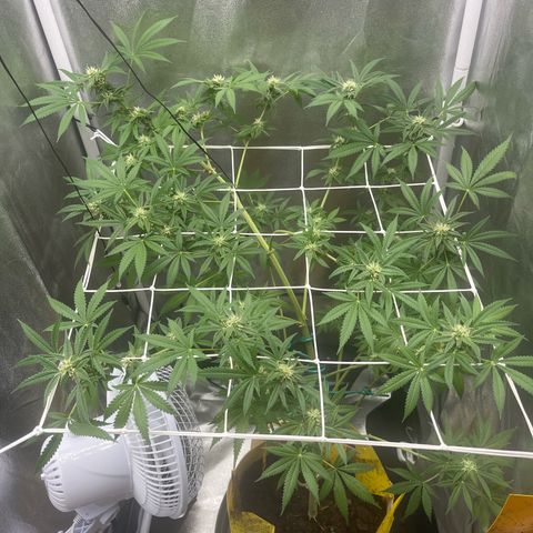 Blue Cheese growlog timeline photo