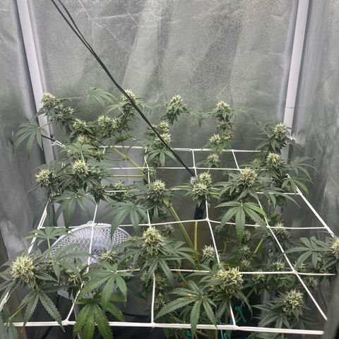 Blue Cheese growlog timeline photo