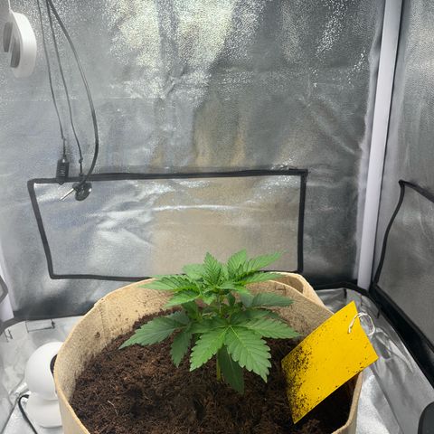 Royal Cheese growlog timeline photo