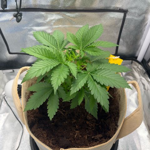 Royal Cheese growlog timeline photo