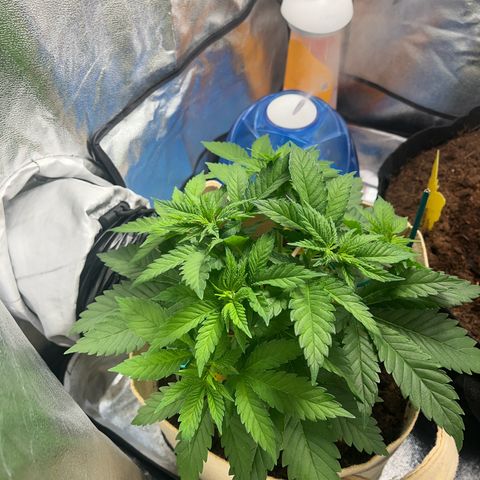 Royal Cheese growlog timeline photo