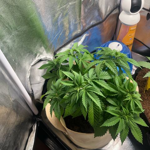 Royal Cheese growlog timeline photo