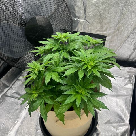 Royal Cheese growlog timeline photo