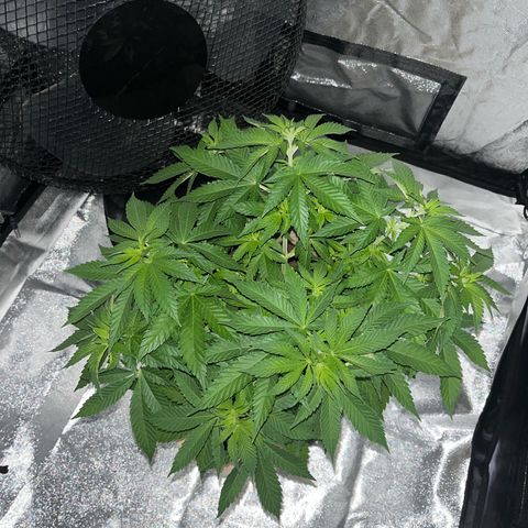 Royal Cheese growlog timeline photo
