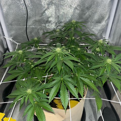 Royal Cheese growlog timeline photo