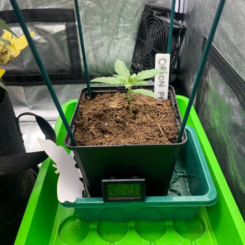 Orian F1  growlog timeline photo