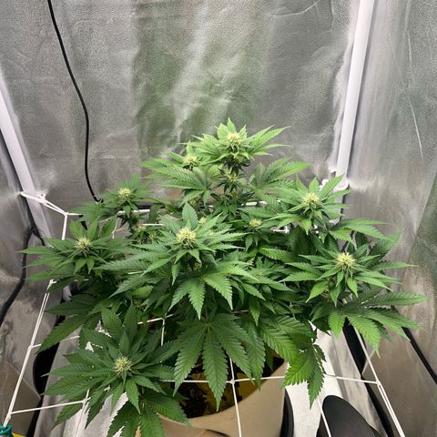 Royal Cheese growlog timeline photo