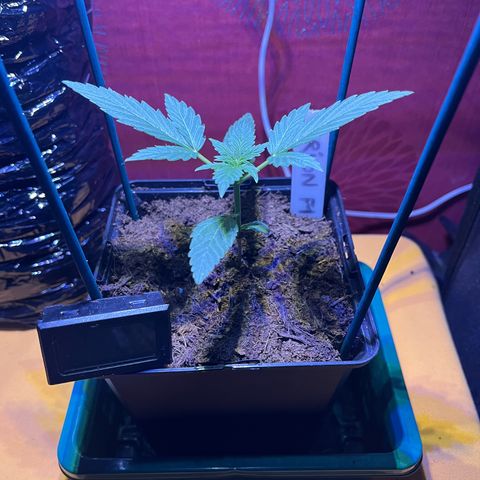 Orian F1  growlog timeline photo