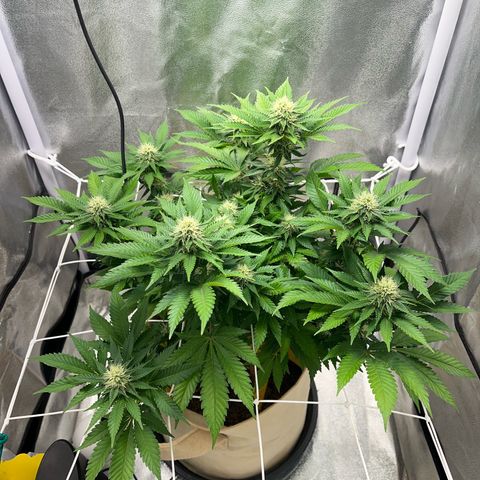 Royal Cheese growlog timeline photo