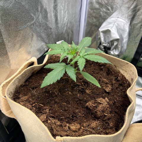 Orian F1  growlog timeline photo