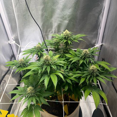 Royal Cheese growlog timeline photo