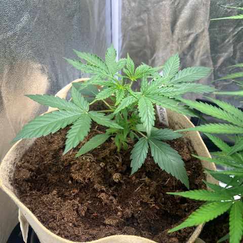 Orian F1  growlog timeline photo