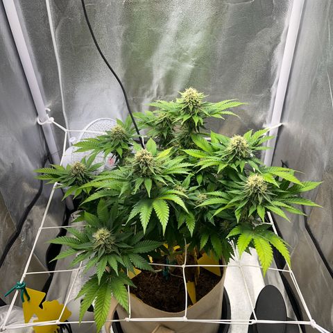 Royal Cheese growlog timeline photo
