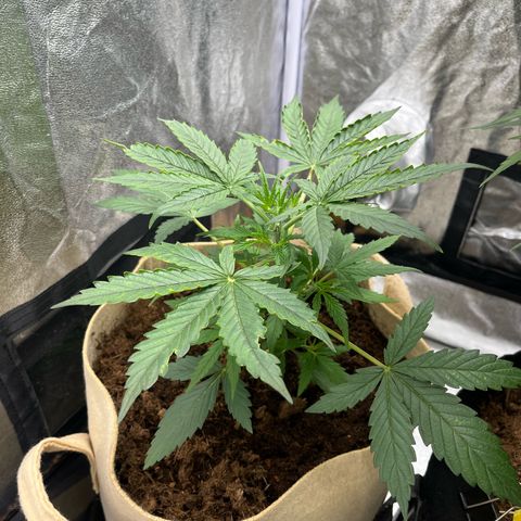 Orian F1  growlog timeline photo