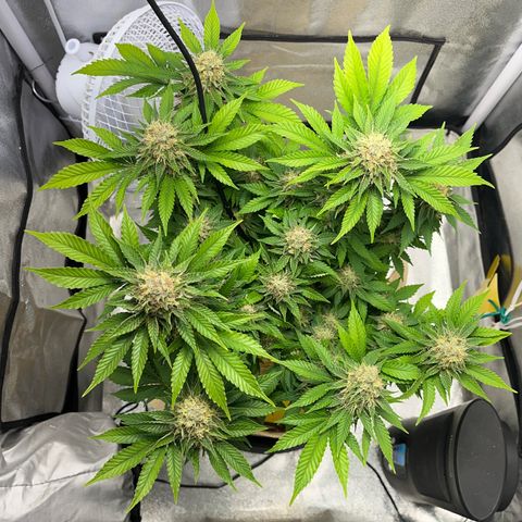 Royal Cheese growlog timeline photo